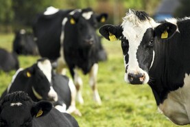 Dairy farm incomes to almost halve amid cost-price squeeze