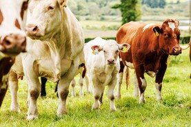 Falling weanling prices expected to wipe €5,000 off suckler incomes