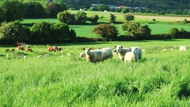 Teagasc farm manager apprenticeship opens for applications