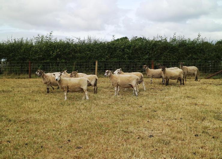 Ten actions to cope with drought on sheep farms