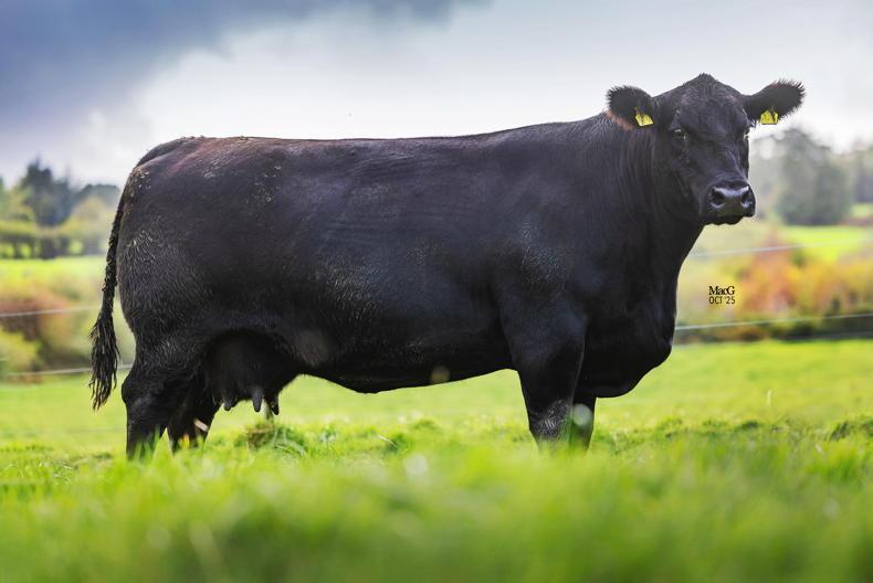 Champion Aberdeen Angus herd offers top females for sale