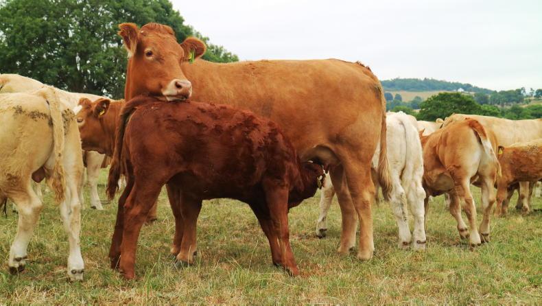 Avoid costly lapses in suckler herd breeding performance