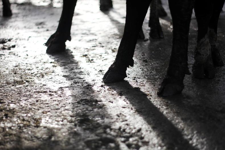 IFA seeks meeting of farm animal welfare council on euthanasia protocols
