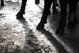 IFA seeks meeting of farm animal welfare council on euthanasia protocols
