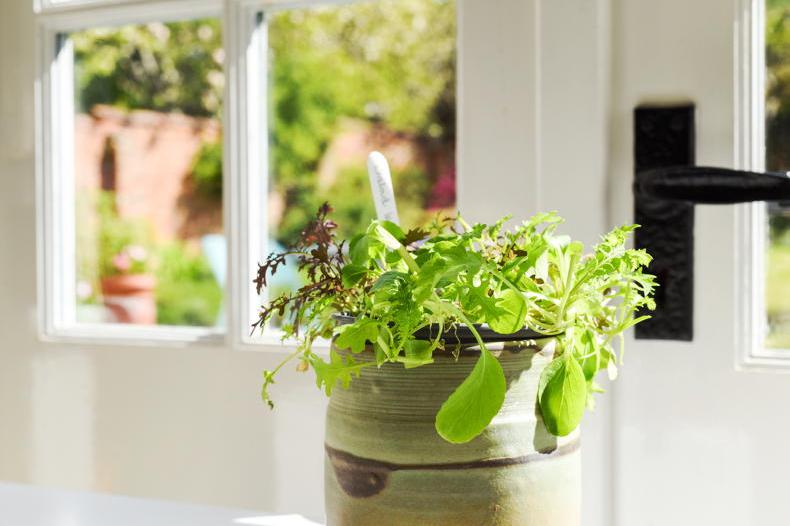 Gardening with Kitty: late summer sowings for salads and herbs