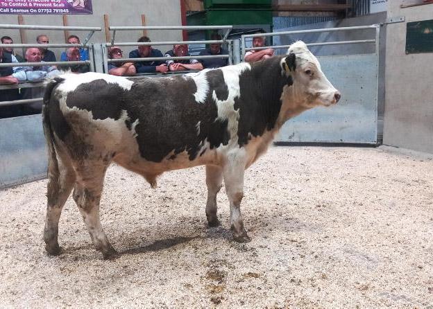 Lively trade for cattle at Armoy Mart