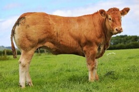 Whitehall Wonders Limousin sale averages €8,380