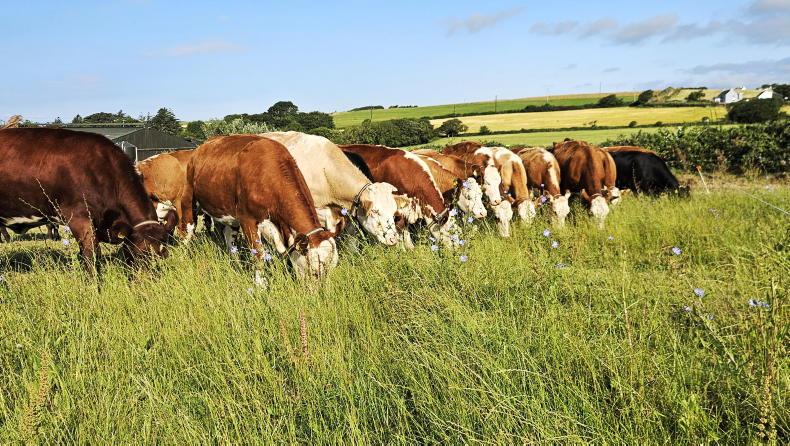 Farmer Writes: enjoying the dry after a long wait