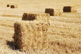 No extension to catch crop planting deadline