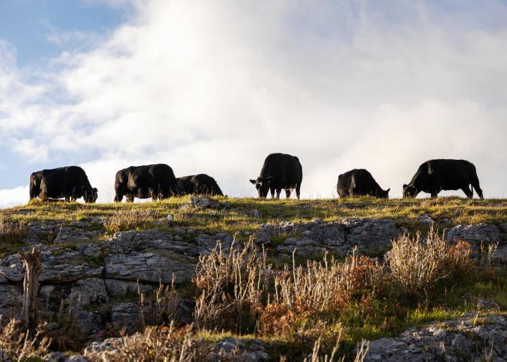 How virtual fencing is now improving grazing in the Burren and Aran Islands