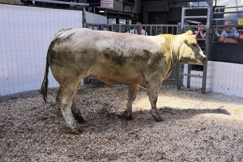 Camera at the Mart: heifers a hot trade in Roscommon 