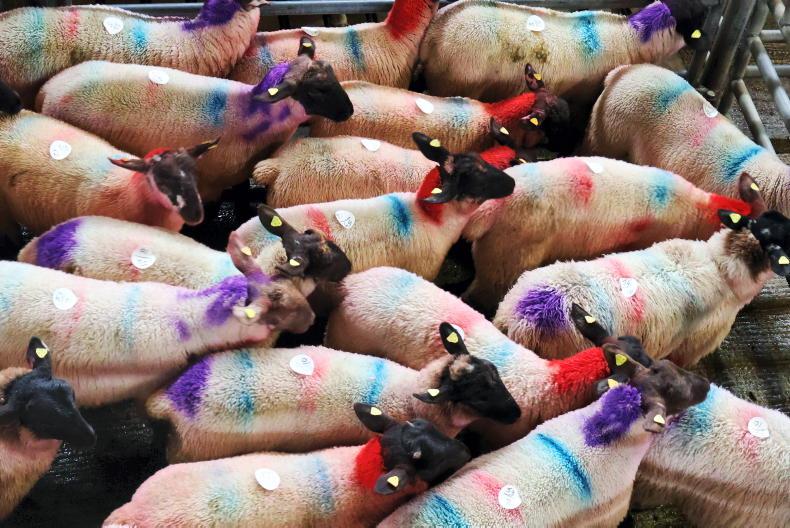 Sheep Management: Store lamb budgets, ram effect and 2027 festival dates