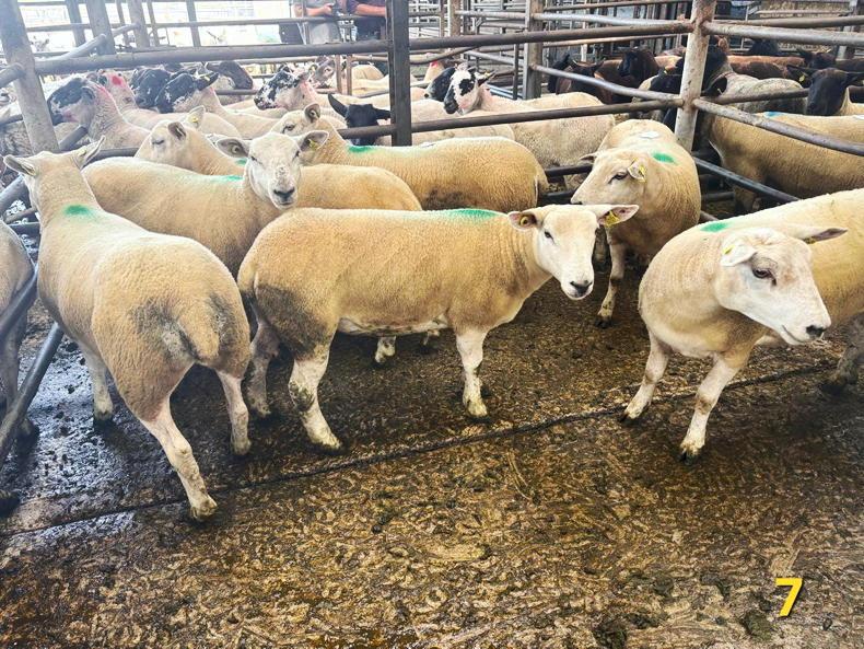 Sheep mart comment: heavy lambs remain in tight supply