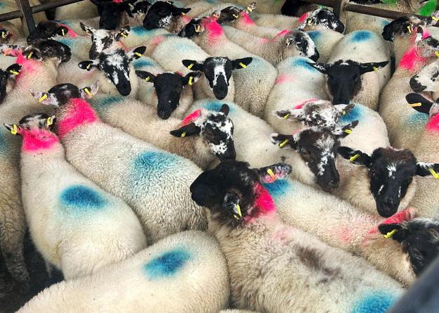 Finishing store lambs – do the sums add up?