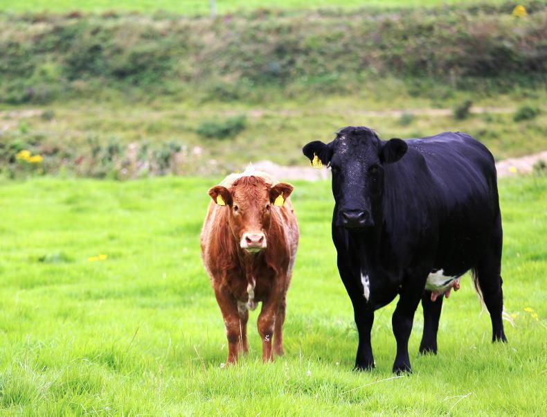 SCEP weighing ahead of autumn weanling sales