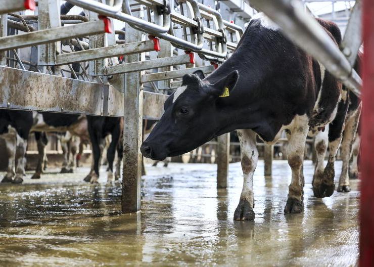 NI milk prices edge up for June