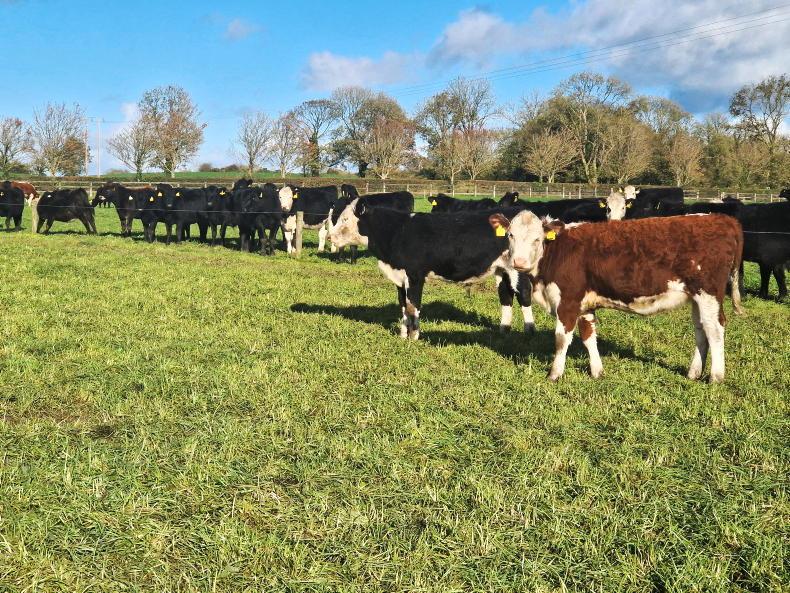 Beef Management: autumn reseeding, managing grass and drafting cattle