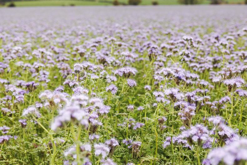 Arable land left out of Farming with Nature