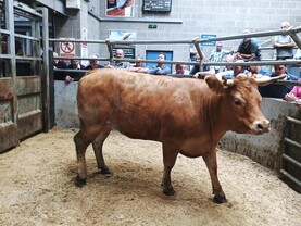 Northern View: average prices back to over 600p/kg