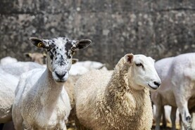 Organic lamb finishing events to be held across the country