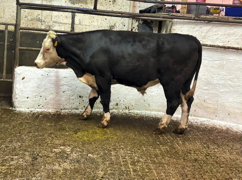 Camera at the Mart: heavier cattle more keenly sought in Cavan