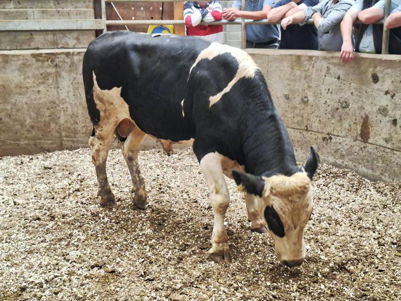 Ardee Mart: Charolais cow tops trade at €3,090