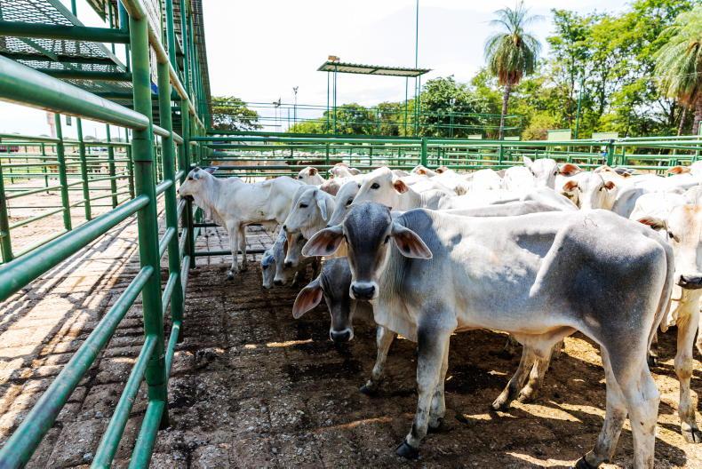 Brazil could export 7.1m tonnes of beef by 2035
