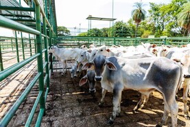 Brazil could export 7.1m tonnes of beef by 2035
