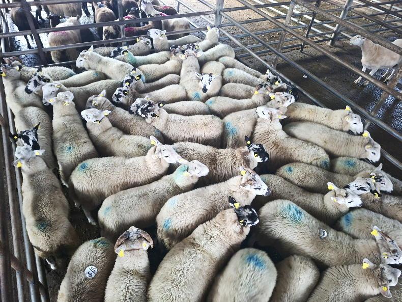 Ewes remain steady but store lambs met sticky trade in Cootehill Mart