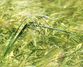 Identification guide: look out for grass weeds this harvest