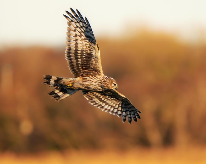 Strategy launched to protect the endangered hen harrier