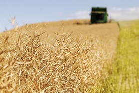 Oilseed rape harvest under way in Dromahane