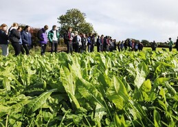 Multispecies swards: from fad to failure?