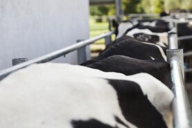 New vet med rules have hit co-op stores’ margin hard - ICOS