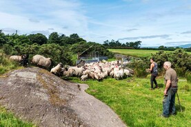 Sheep shearing under the west Cork sun