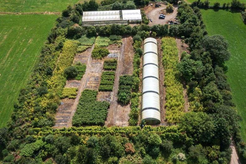 Bamboo farm offers fast-growing opportunity in Co Waterford