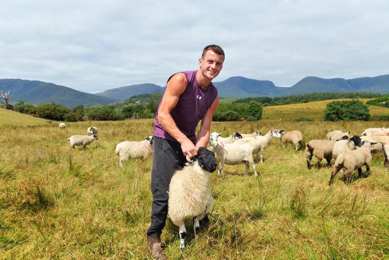 My Farming Week: David Murphy, Moulorostig, Sneem, Co Kerry
