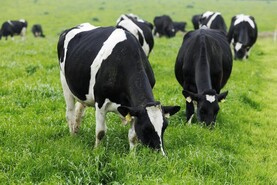 On farm performance of perennial ryegrass varieties