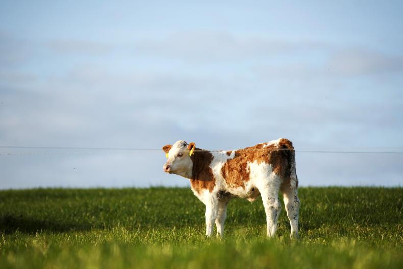 Vet's Corner: spotting, preventing and treating CCN in calves  