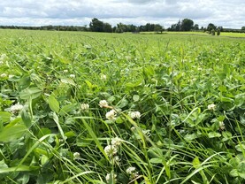 Performance of white clover varieties under intensive grazing  
