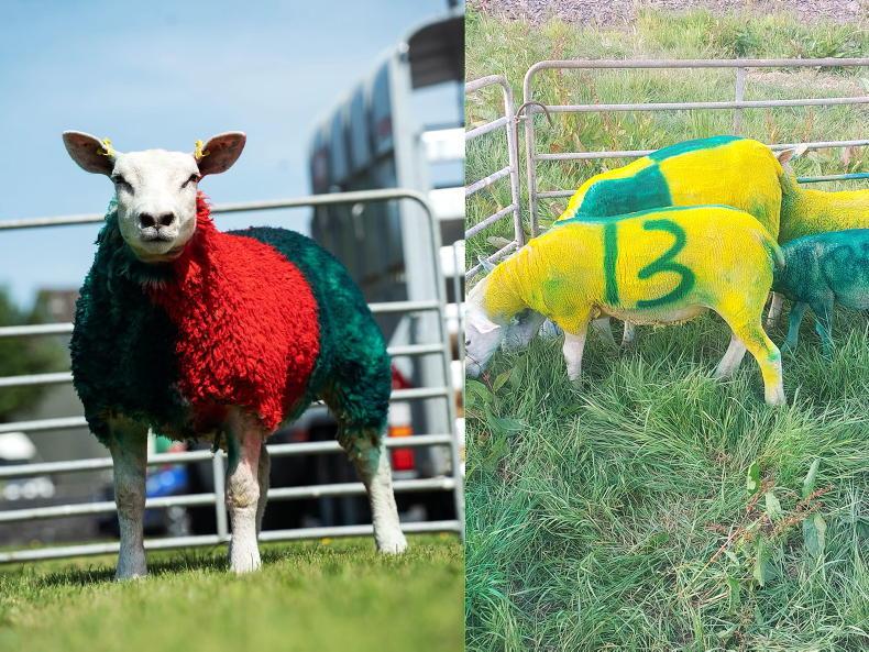 Ewe won’t believe it: Mayo and Kerry sheep get match-ready for Sunday’s clash