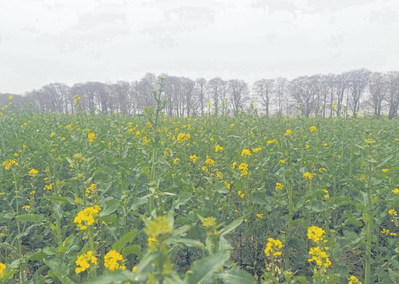 Home Farm:  Waiting for wheat 