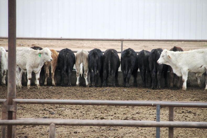 US to reopen to some Mexican cattle imports