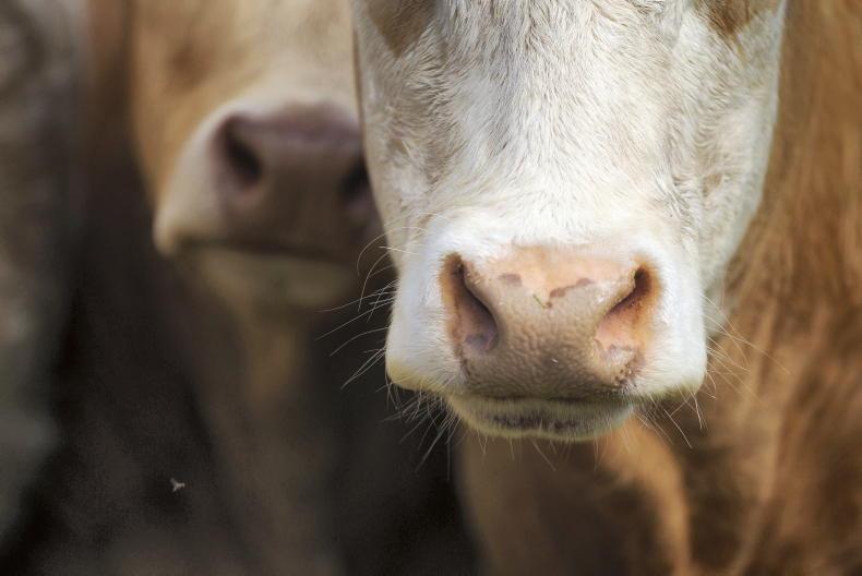 Cattle kill drops over 10% in first half of 2026