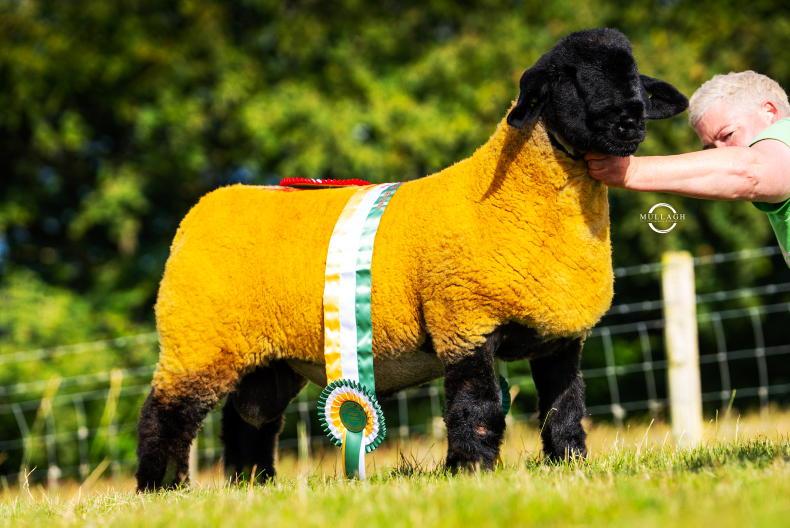 Ballyboe ram sells for €15,000 as Blessington sale average price rises