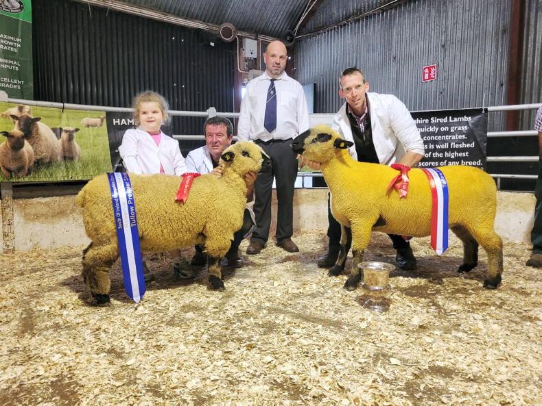 Hampshire Down impresses Welsh judge