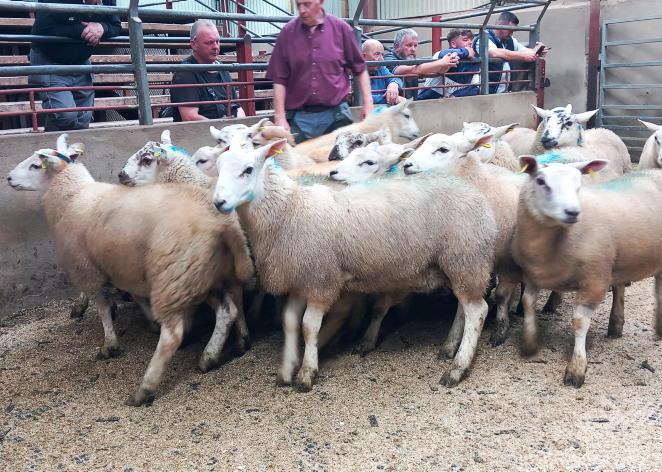 Fat lambs sell to £186 in Kilrea Mart
