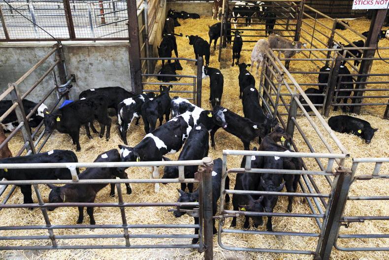 Calf exports dip on 2025 levels