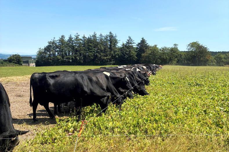 Are stubble turnips the answer to drought problems?