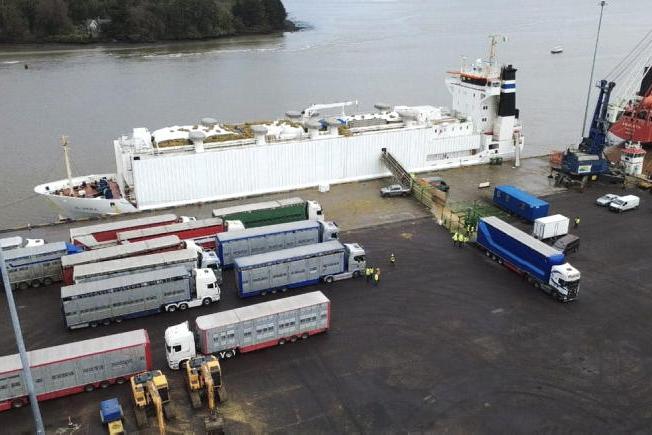 Weaning exports edge ahead of 2025 levels